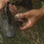 40 Ikan Sapu-Sapu di Kali Depan Plaza Indonesia Dipatahkan dan Dikubur: Upaya Besar Pemprov DKI Jakarta