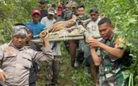 Krisis Satwa Liar, Tragedi Pendaki, dan Tantangan Guru Honorer: Drama Terbaru di Jawa Barat