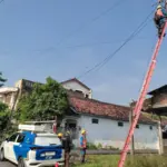 Mati Lampu Massal di Sumatra dan Jawa Timur: Dampak Luas hingga Kehilangan Ikan Koi di Pekanbaru