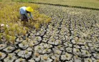 Musim Kemarau 2026: Ancaman Kekeringan, Kebakaran, dan DBD, Solusi Pemerintah dari Indramayu hingga Purwakarta