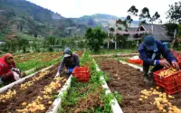 Embun Upas Bikin 30 Hektar Ladang Kentang Dieng Hancur, Kerugian Rp 2,1 Miliar