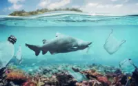 Misteri Laut: Lumba-Lumba Tersesat, Ancaman Red Sea, dan Ancaman Plastik Mengguncang Ekosistem Indonesia