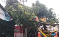 Video Mengungkap Kejadian Listrik, Kegembiraan Sepakbola, dan Kontroversi di Balik Panggung: Dari Pohon Tumbang di Miami hingga Benteng Hitam di MSG